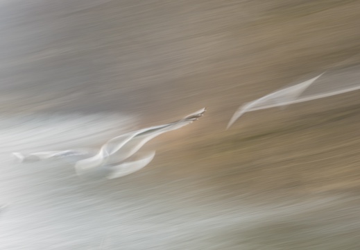 In my dreams I can fly